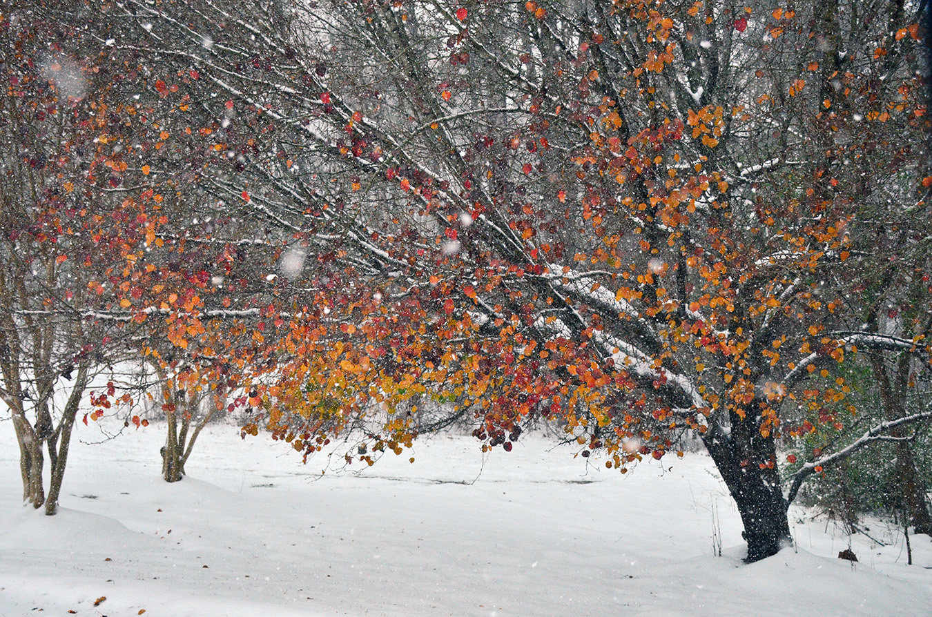 A little color adds to the snowfall.