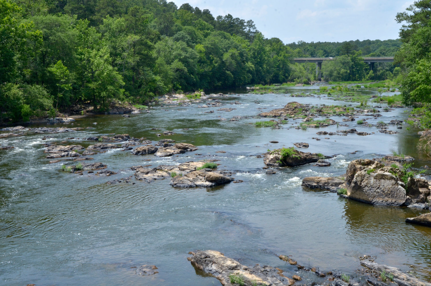 A study of more than 100 drinking water samples from around the country found the nation's highest PFAS concentration in Pittsboro. Pictured here is the Haw River, which flows through Pittsboro and supplies the town with its drinking water, and is 'one of the most impacted' waterways in terms of unregulated chemicals in the Cape Fear Basin, according to Detlef Knappe, S. James Ellen Distinguished Professor of Civil, Construction and Environmental Engineering at N.C. State.
