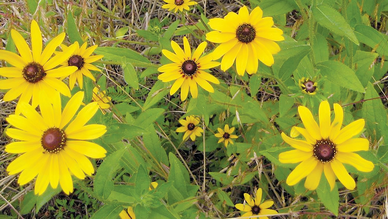 Summer brings black-eyed Susans to the pollinator garden at the Lower Haw River State Natural Area.