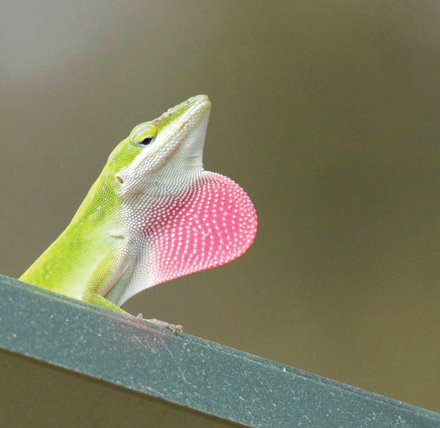 A green anole lizard displays his bright pink throat.