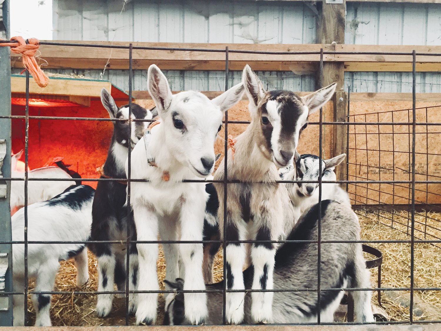Celebrity Dairy ofrece visitas a sus cabras para grupos pequeños.