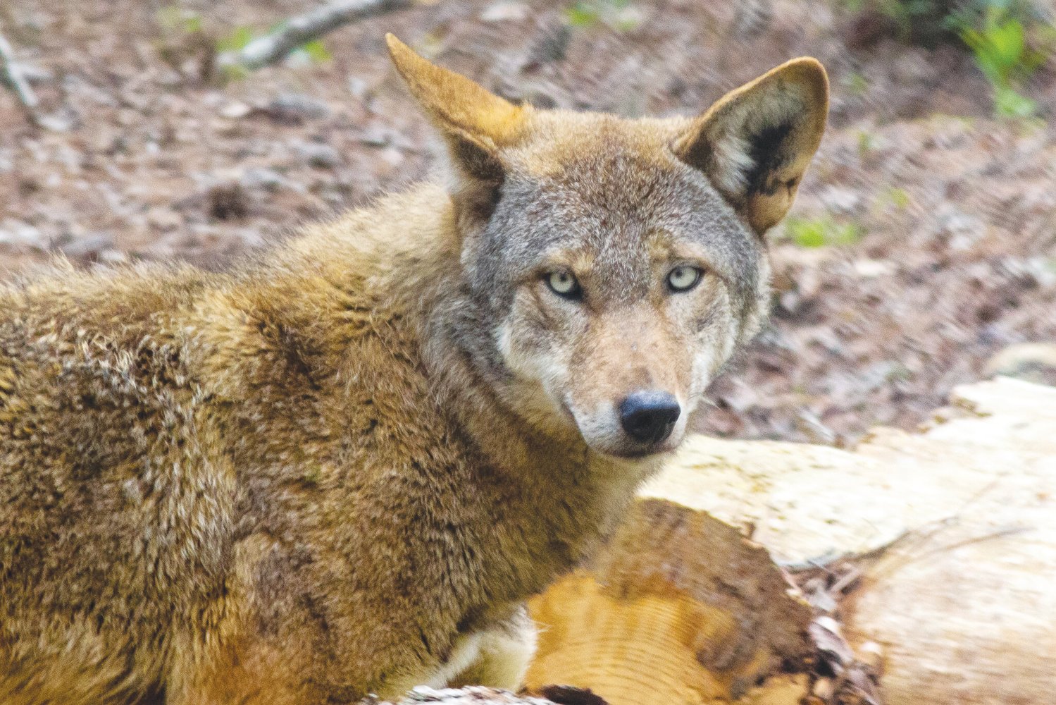 The red wolf Caroline, who's 3 years old.