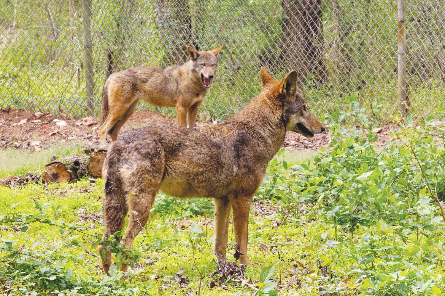 Mist (in rear of photo) and Caroline, the two female red wolves now living at Carolina Tiger Rescue's Sanctuary.