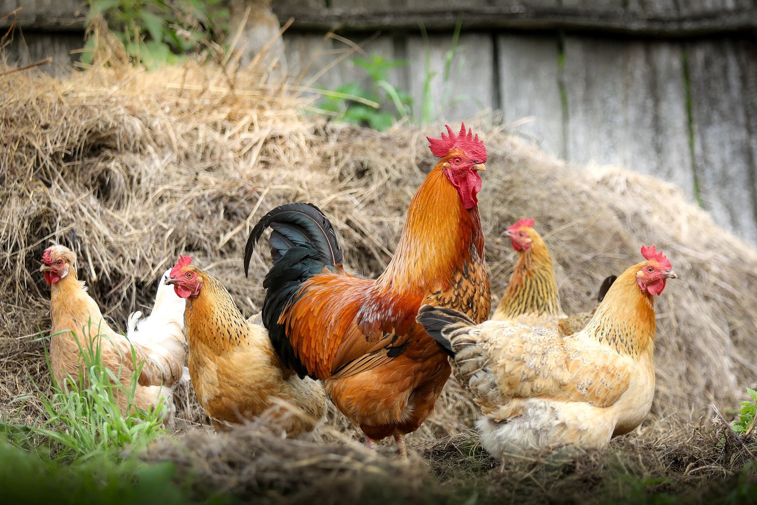 El Departamento de Salud Pública del Condado de Chatham pide a todos los granjeros y propietarios de aves del Condado de Chatham que tomen precauciones con sus animales para protegerlos de la gripe aviar.