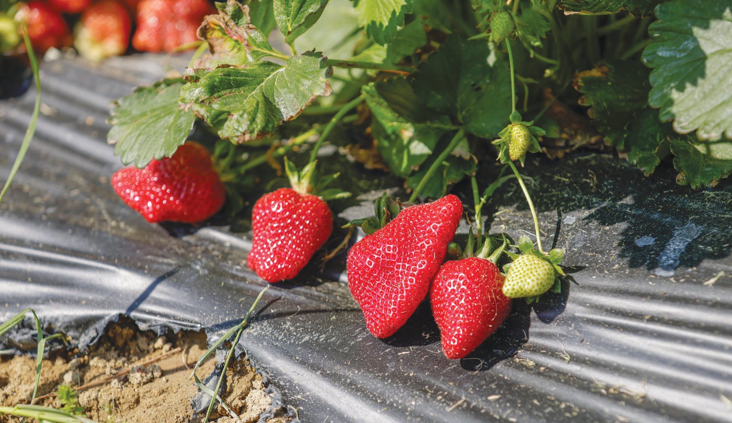 Late April marks the beginning of strawberry season for Kildee Farms in Ramseur. Growing the berries is a technical process, and 'people don't realize how much science and care it takes,' said owner Michael Beal.
