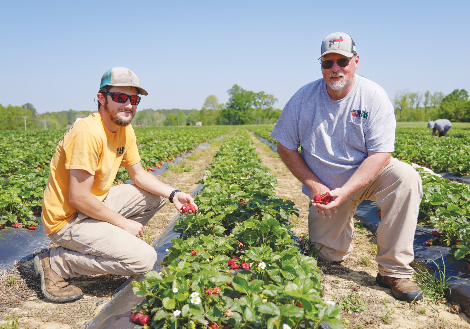 Kildee Farms owner Michael Beal (right) and Nathan Way, who's worked at the farm for more than five years, show off freshly-picked strawberries on Saturday's opening day at Kildee Farms. .