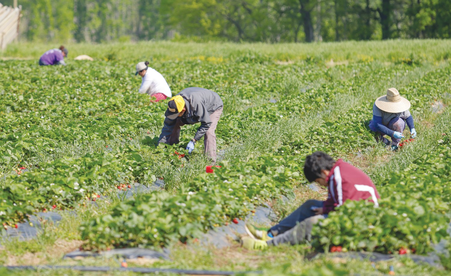 Customers at Kildee Farm pick strawberries at the start of strawberry season there Saturday. It's located in Ramseur.