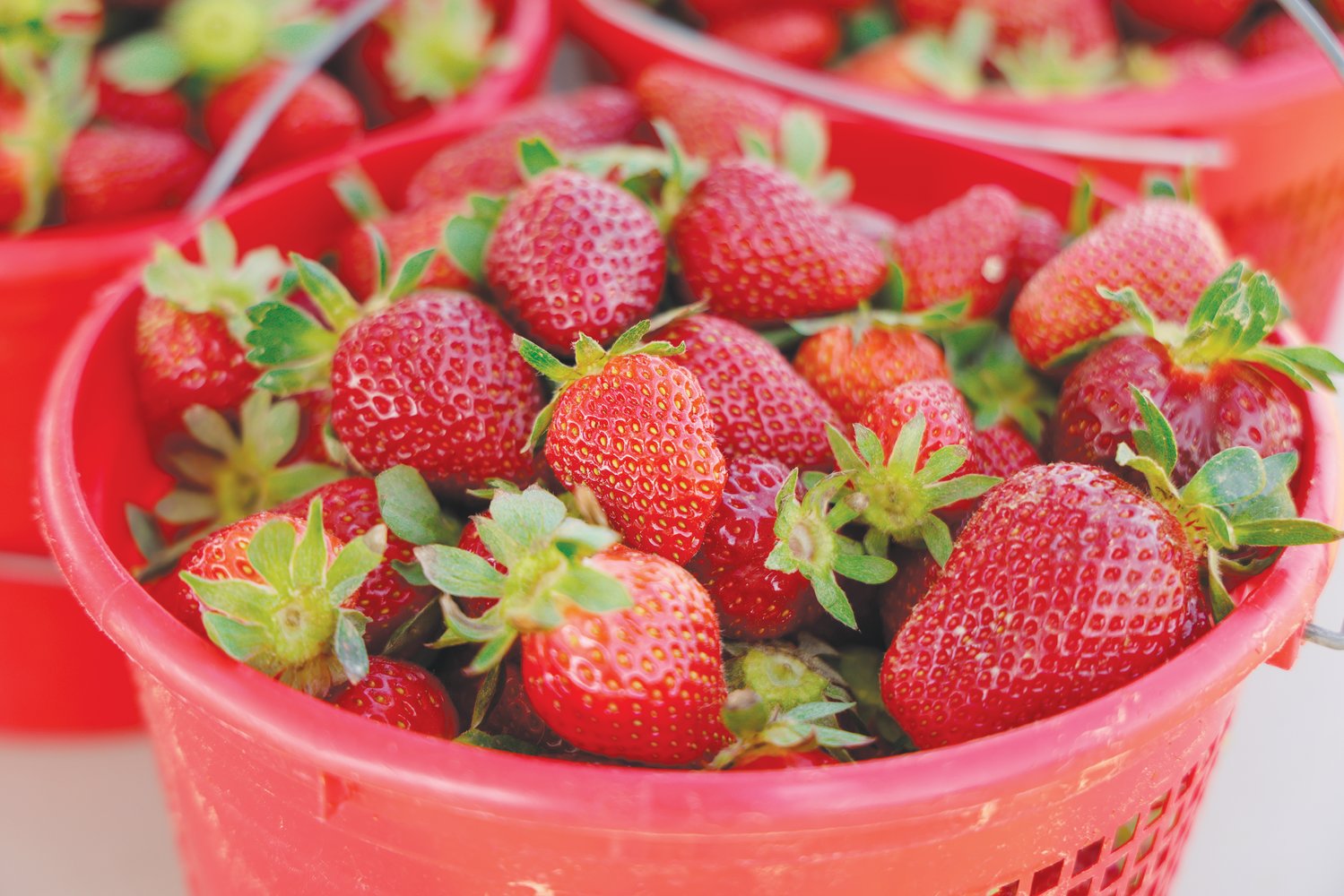 A bucket of fresh strawberries is ready for purchase at Kildee Farm.