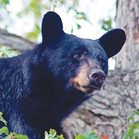 A black bear photographed in North Carolina.