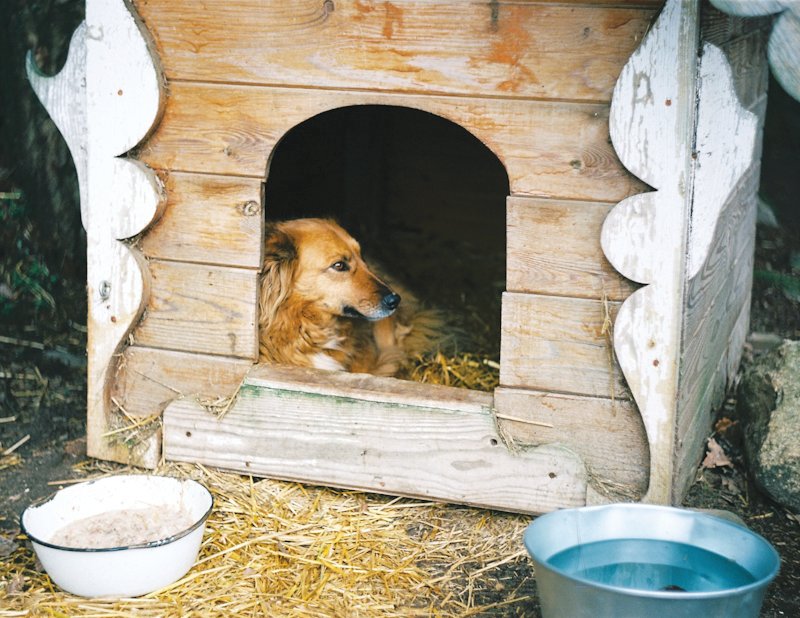Un ejemplo de refugio adecuado para las mascotas con acceso a agua y comida.