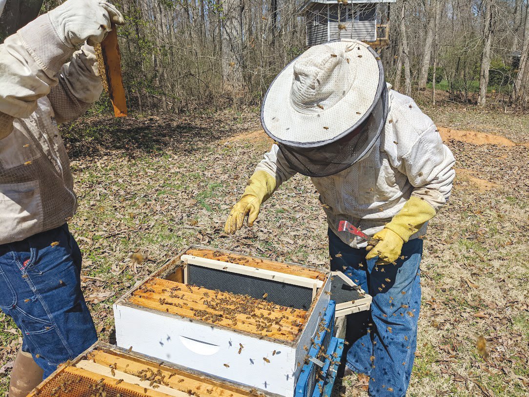 Beekeepers at Three Dog Apiary in Pittsboro tend to one of the 60 or so hives they work at their property.