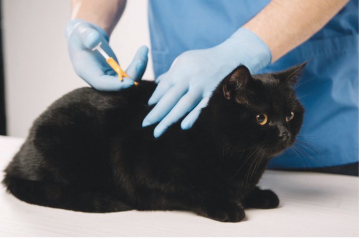 A microchip being inserted between the shoulder blades of a cat.